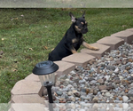 Small #6 French Bulldog