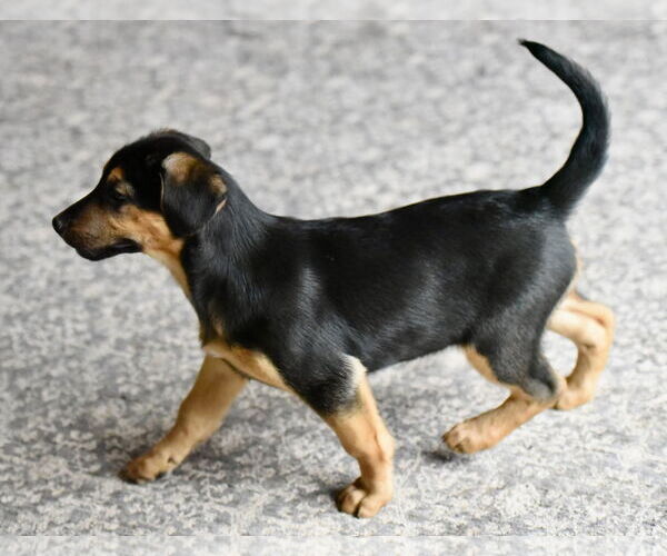 Medium Photo #5 Labrador Retriever-Unknown Mix Puppy For Sale in Mechanicsburg, PA, USA