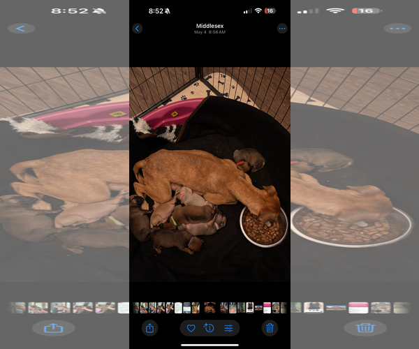 Medium Photo #3 Labrador Retriever-Unknown Mix Puppy For Sale in Holly Springs, NC, USA