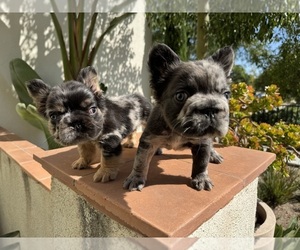 French Bulldog Puppy for Sale in SAN DIEGO, California USA