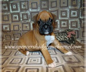 Boxer Puppy for sale in CABOOL, MO, USA