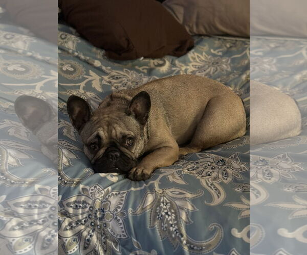 Medium Photo #3 French Bulldog Puppy For Sale in Fair Oaks, CA, USA