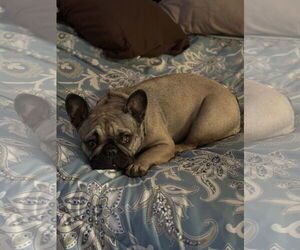 Brie - Female French Bulldog Dog for Adoption - Photo #3