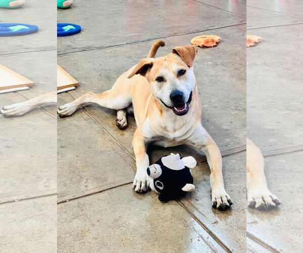 Medium Photo #2 Retriever -Unknown Mix Puppy For Sale in Virginia Beach, VA, USA