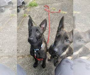 Holland Shepherd Dogs for adoption in Imlay City, MI, USA