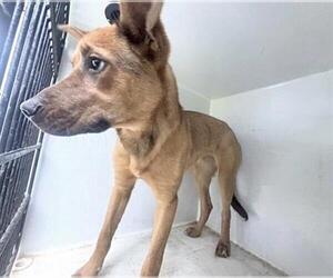 German Shepherd Dog-Unknown Mix Dogs for adoption in Houston, TX, USA