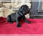 Puppy Dark green Cane Corso