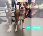 Small #1 American Pit Bull Terrier-Labrador Retriever Mix