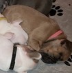 Small Photo #2 French Bulldog Puppy For Sale in AURORA, TX, USA