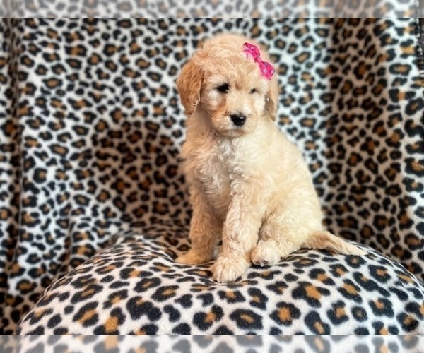 Medium Photo #6 Poodle (Standard) Puppy For Sale in LAKELAND, FL, USA