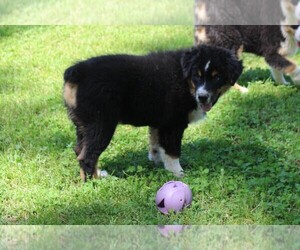 Australian Shepherd Puppy for sale in KANSAS, OK, USA