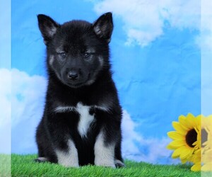 Norwegian Elkhound-Siberian Husky Mix Puppy for sale in FREDERICKSBG, OH, USA