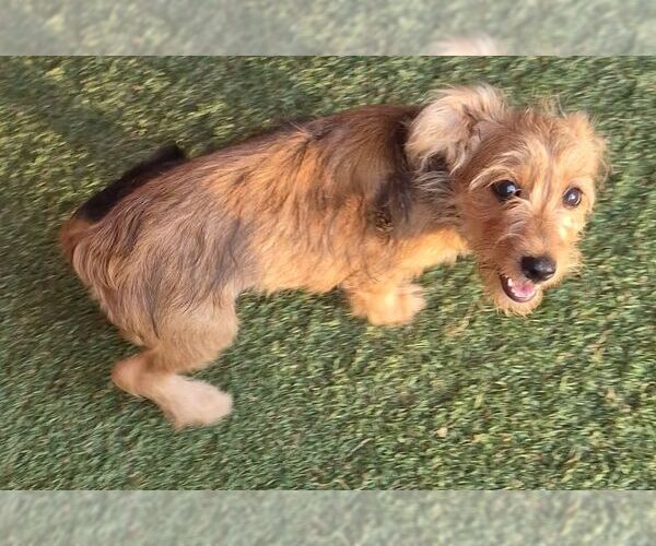 Medium Photo #2 Mutt Puppy For Sale in Carrollton, TX, USA