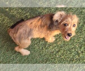 Kerry - Female Mutt Dog for Adoption - Photo #2