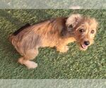 Small Photo #2 Mutt Puppy For Sale in Carrollton, TX, USA