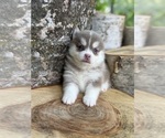 Small #18 Pomsky