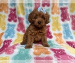 Small #1 Cockapoo (Miniature)
