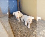 Small Anatolian Shepherd-Siberian Husky Mix