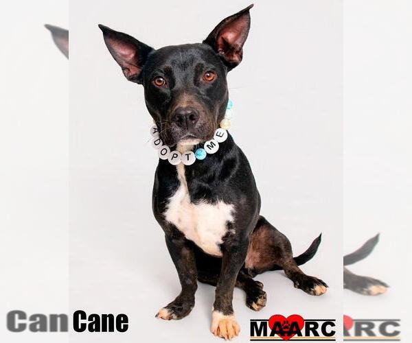 Medium Photo #2 Australian Kelpie-Basset Hound Mix Puppy For Sale in Maryville, TN, USA