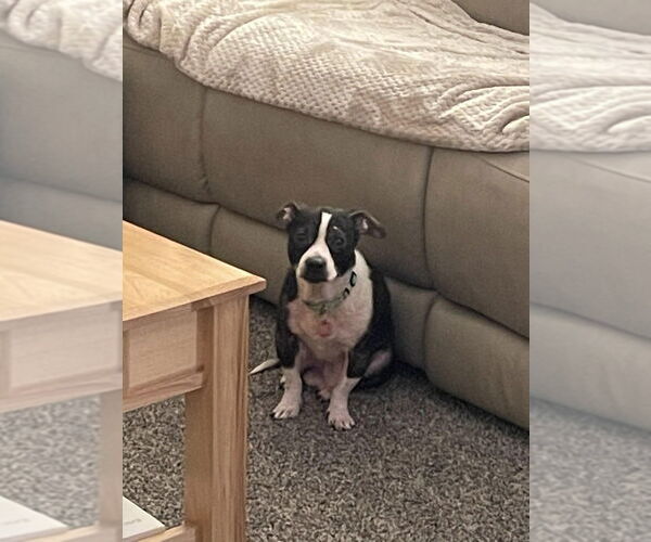 Medium Photo #4 Boston Huahua Puppy For Sale in Springdale, PA, USA