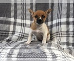 Small Photo #2 Jack Russell Terrier Puppy For Sale in LAKELAND, FL, USA