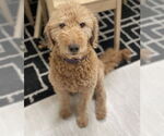 Small Golden Retriever