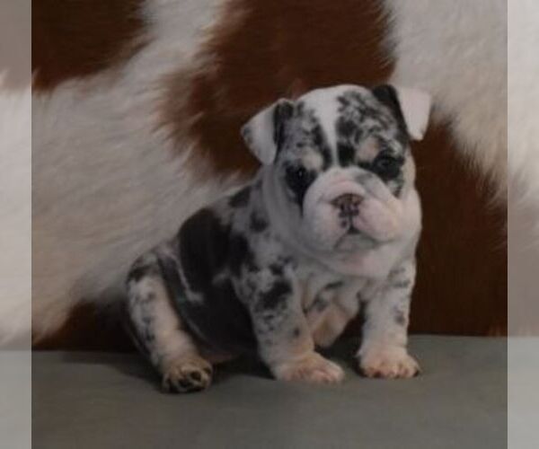 Medium Photo #3 English Bulldog Puppy For Sale in MARSHFIELD, MO, USA