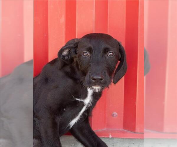 Medium Photo #2 Irish Wolfhound-Unknown Mix Puppy For Sale in Tracy, CA, USA