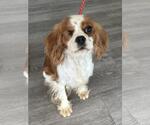 Small #3 Cavalier King Charles Spaniel