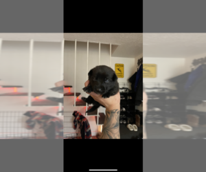 Bo-Dach-Cardigan Welsh Corgi Mix Puppy for sale in ESTACADA, OR, USA