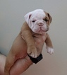 Small Photo #6 Olde English Bulldogge Puppy For Sale in CRESTVIEW, FL, USA
