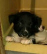 Small Photo #29 Border Collie-Pembroke Welsh Corgi Mix Puppy For Sale in ORCHARD, CO, USA