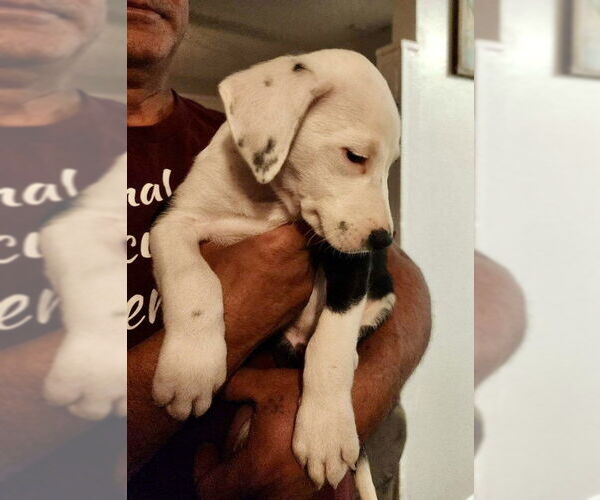 Medium Photo #8 Border Collie-Unknown Mix Puppy For Sale in Mesa, AZ, USA