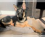 Small #1 German Shepherd Dog Mix