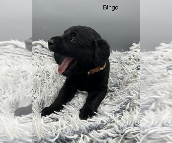 Medium Photo #8 Labrador Retriever Puppy For Sale in FREDERICKSBG, OH, USA