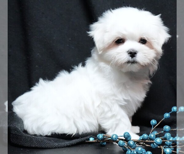 Medium Photo #5 Maltese Puppy For Sale in ROCK VALLEY, IA, USA
