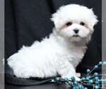 Small #4 Maltese