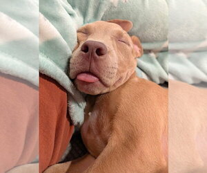 Tater Tot (2026) - Male Mutt Dog for Adoption - Photo #2