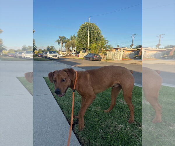 Medium Photo #2 Unknown-Vizsla Mix Puppy For Sale in Woodland Hills, CA, USA