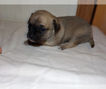 Small Photo #5 Chihuahua Puppy For Sale in BELLE FOURCHE, SD, USA