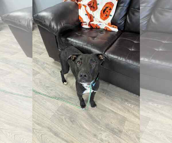 Medium Photo #2 Labrador Retriever-Retriever  Mix Puppy For Sale in Duluth, MN, USA