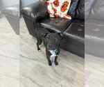 Small #1 Labrador Retriever-Retriever  Mix