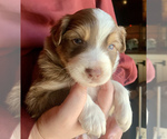 Small Photo #1 Australian Shepherd Puppy For Sale in CHARLESTON, SC, USA