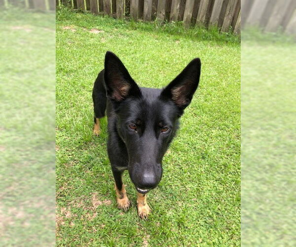 Medium Photo #5 German Shepherd Dog Puppy For Sale in Rocky Point, NC, USA