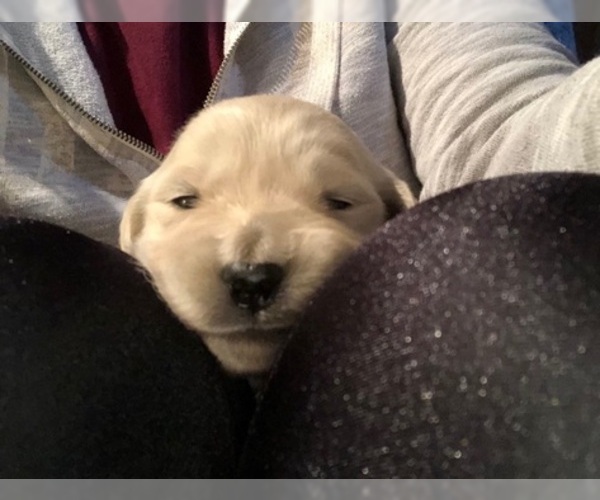Medium Photo #11 Golden Retriever Puppy For Sale in PRYOR, OK, USA