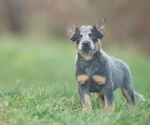 Puppy 4 Australian Cattle Dog