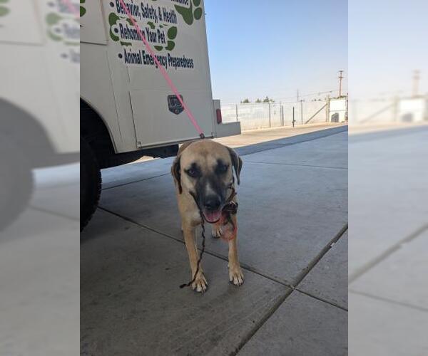 Medium Photo #1 American Pit Bull Terrier-Labrador Retriever Mix Puppy For Sale in Bakersfield, CA, USA
