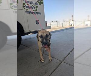 Medium American Pit Bull Terrier-Labrador Retriever Mix