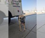 Small American Pit Bull Terrier-Labrador Retriever Mix