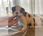 Small Photo #1 English Bulldog-French Bulldog Mix Puppy For Sale in BRANFORD, CT, USA
